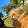 animal, blue_sky, cat, close_up, cute, domestic_cat, feline, fluffy, grass, happy, nature, orange_cat, outdoor, person_arm, pet, relaxing, summer, sunlight, sunny_day, tree