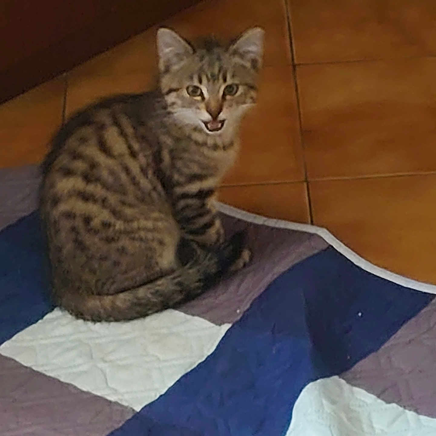 Eclypse participe au concours pour gagner de l'argent avec cette photo : animal, cat, cozy, cute, domestic_cat, floor, fur, home, indoor, kitten, looking_up, mouth_open, pet, quilt, sitting, small, striped, tabby, tile, young_cat