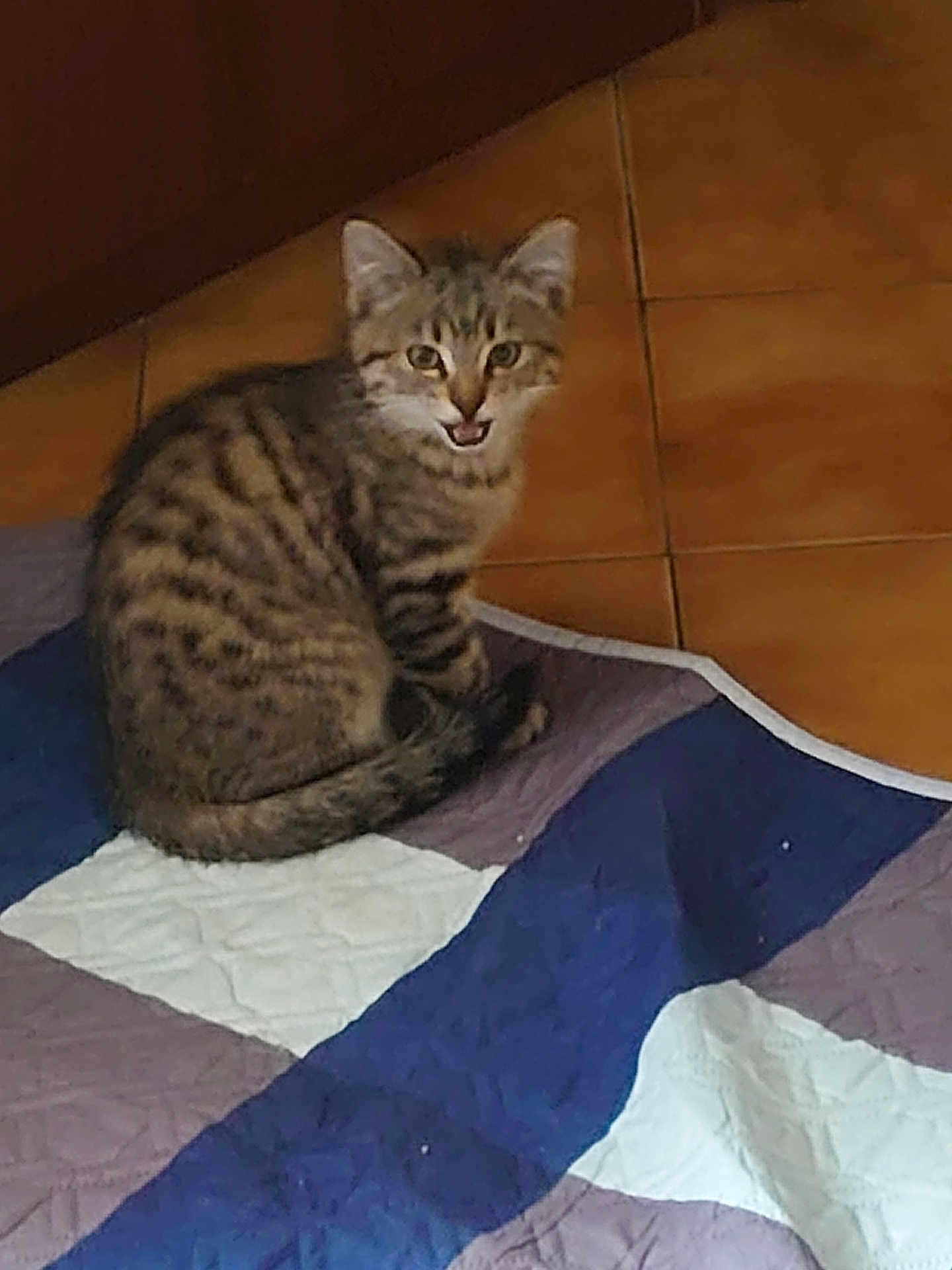 Eclypse participe au concours pour gagner de l'argent avec cette photo : kitten, cat, tabby, quilt, floor, tile, indoor, pet, animal, young_cat, fur, striped, cute, sitting, looking_up, mouth_open, domestic_cat, home, cozy, small
