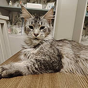 Zazou participe au concours pour gagner de l'argent avec cette photo : cat, tabby, fluffy, gray, table, wooden_table, indoor, furniture, shelf, photo_frame, relaxed, pet, animal, mammal, whiskers, ears, face, fur, domestic_cat, home