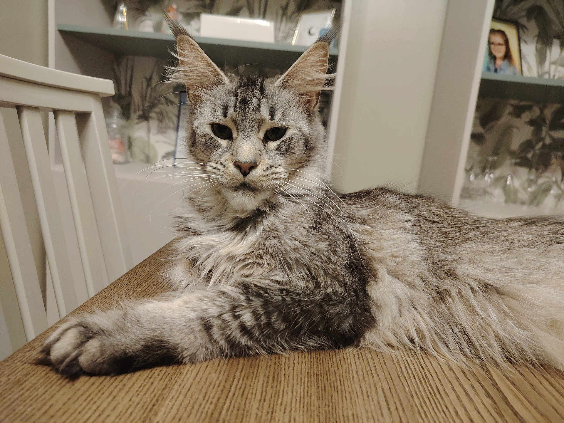 Zazou participe au concours pour gagner de l'argent avec cette photo : cat, tabby, fluffy, gray, table, wooden_table, indoor, furniture, shelf, photo_frame, relaxed, pet, animal, mammal, whiskers, ears, face, fur, domestic_cat, home
