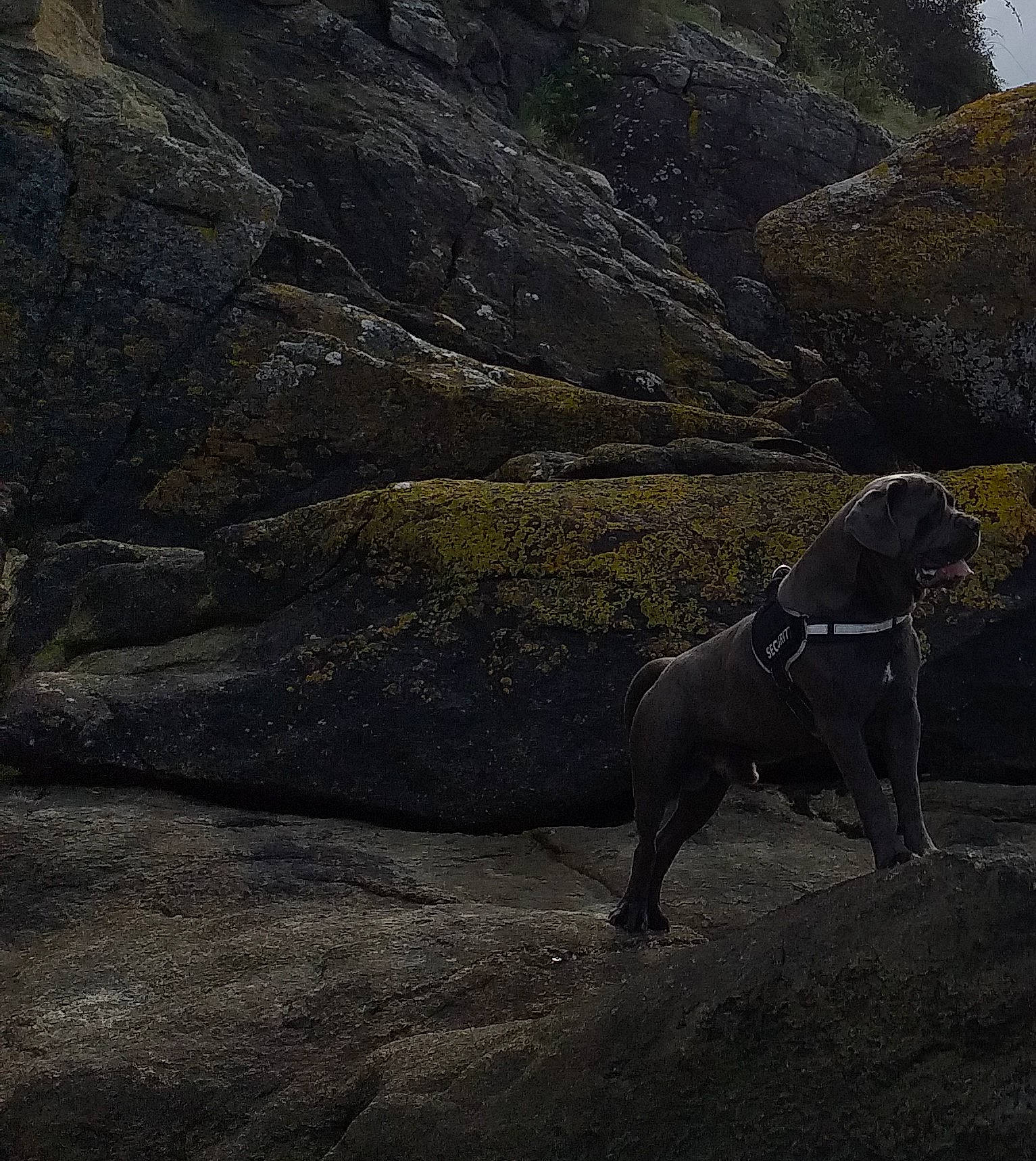 Oxmo a rejoint le concours — aidez-le/la à gagner de superbes lots ! art, bedrock, canidae, carnivore, dog, dog_breed, fawn, gun_dog, hill, landscape, mountain, pointing_breed, rampur_greyhound, rock, snout, sporting_group, terrestrial_animal, weimaraner, wildlife, working_animal