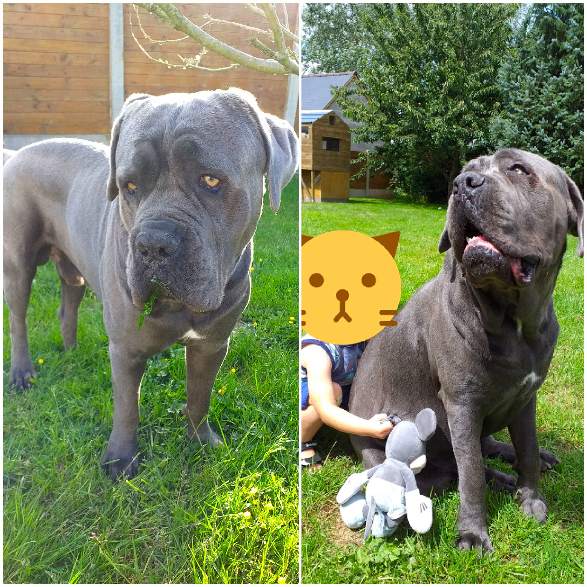 Oxmo participe au concours pour gagner de l'argent avec cette photo : art, canidae, carnivore, companion_dog, dog, dog_breed, fawn, grass, grassland, lawn_ornament, molosser, pet_supply, plant, snout, sporting_group, terrestrial_animal, tree, working_animal, working_dog, wrinkle