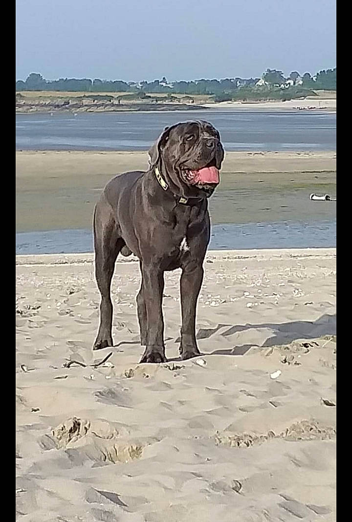 Oxmo participe au concours pour gagner de l'argent avec cette photo : beach, canidae, carnivore, collar, companion_dog, dog, dog_breed, dog_collar, dog_supply, fawn, guard_dog, pet_supply, sand, sky, snout, sporting_group, terrestrial_animal, water, working_animal, working_dog