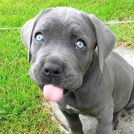 Oxmo participe au concours pour gagner de l'argent avec cette photo : borador, carnivore, companion_dog, dog, dog_breed, fawn, grass, groundcover, gun_dog, liver, non_sporting_group, plant, snout, sporting_group, terrestrial_animal, whiskers, working_animal