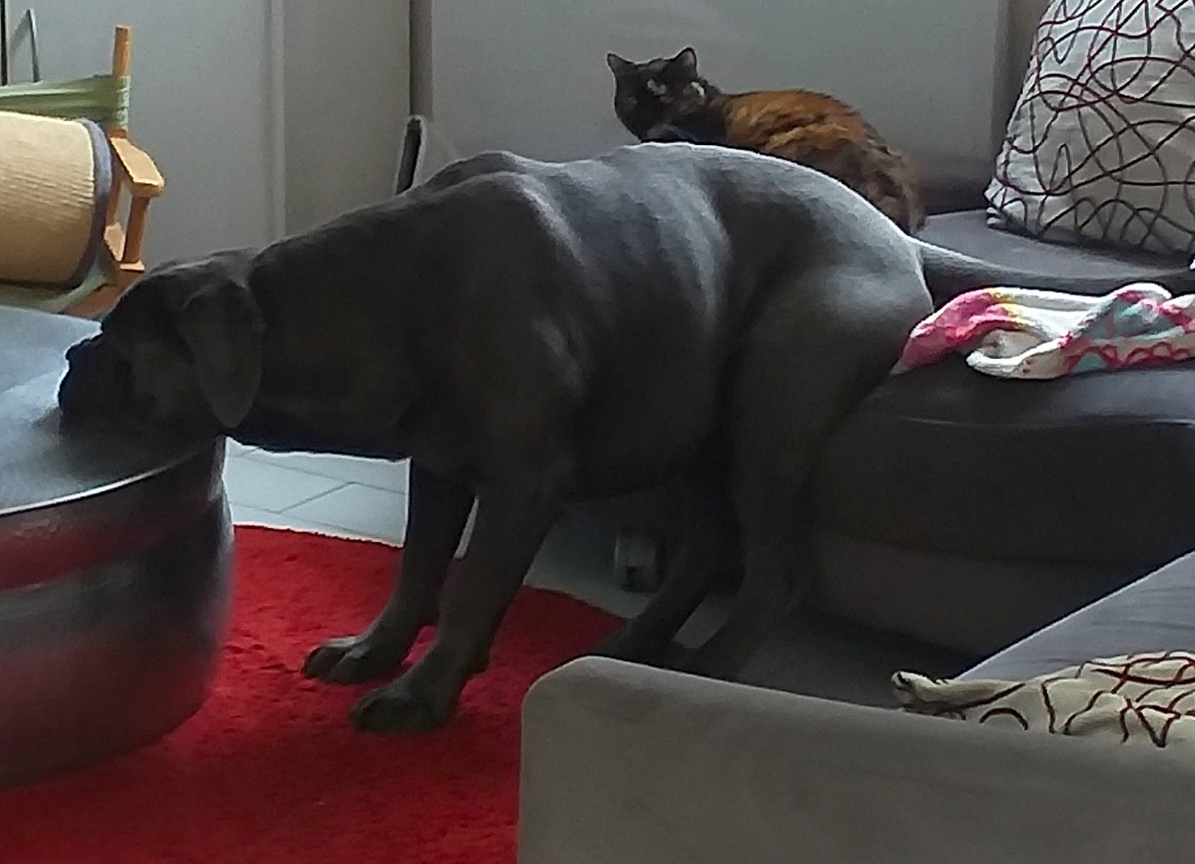 Oxmo a rejoint le concours — aidez-le/la à gagner de superbes lots ! art, carnivore, cat, comfort, companion_dog, couch, dog, dog_breed, floor, flooring, grey, house, interior_design, living_room, picture_frame, pillow, room, studio_couch, tail, working_animal