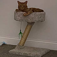Garfield S. Finch is registered to the contest to win money with this photo: animal, brown, carpet, cat, cat_tree, feather_toy, feline, gray, home, indoors, lounging, pet, platform, portrait, relaxed, scratching_post, sitting, tabby, toy, wall