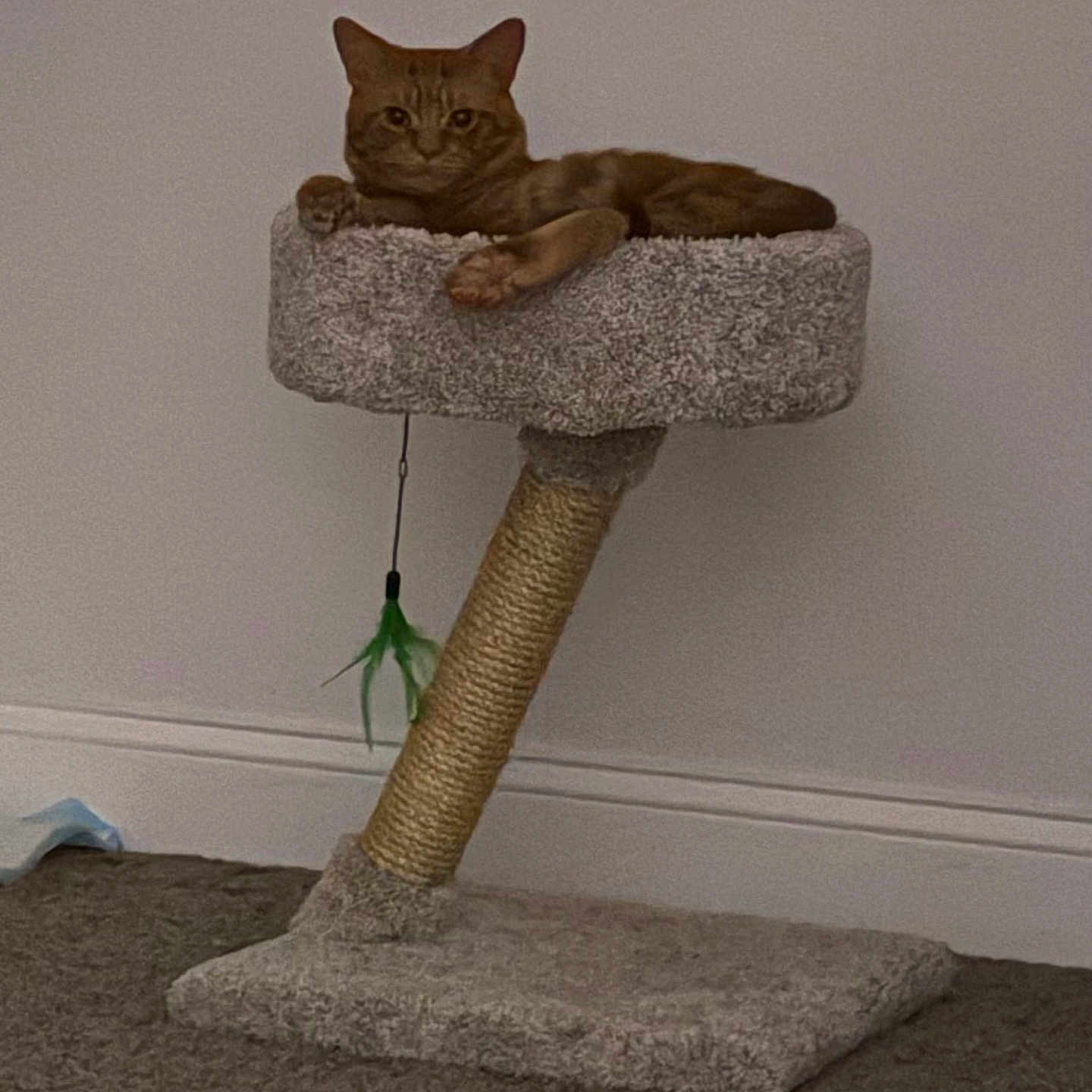 Garfield S. Finch is registered to the contest to win money with this photo: animal, brown, carpet, cat, cat_tree, feather_toy, feline, gray, home, indoors, lounging, pet, platform, portrait, relaxed, scratching_post, sitting, tabby, toy, wall