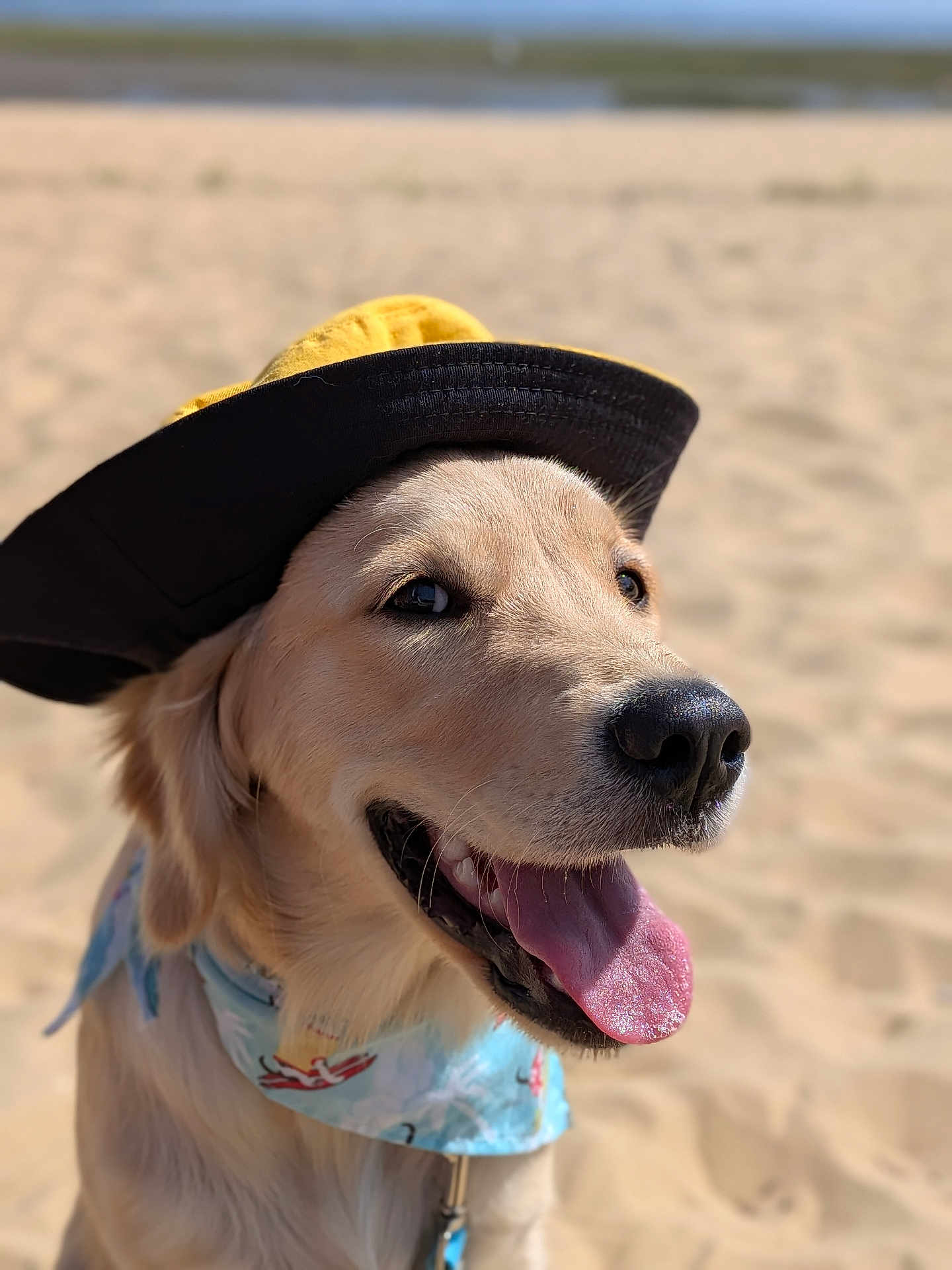Samantha participe au concours pour gagner de l'argent avec cette photo : dog, golden_retriever, beach, sand, hat, bandana, tongue_out, happy, pet, canine, sunny, outdoor, closeup, animal, summer, portrait, muzzle, ears, fur, cute