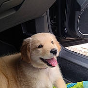 Samantha a rejoint le concours — aidez-le/la à gagner de superbes lots ! animal, car_door, car_interior, companion, cute, dog, fur, golden_retriever, happy, indoor, paw, pet, playful, puppy, rope_toy, seat, smiling, tongue_out, toy, young