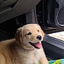 animal, car_door, car_interior, companion, cute, dog, fur, golden_retriever, happy, indoor, paw, pet, playful, puppy, rope_toy, seat, smiling, tongue_out, toy, young