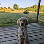 Samantha participe au concours pour gagner de l'argent avec cette photo : dog, puppy, golden_retriever, wooden_porch, grass, trees, outdoor, nature, pet, canine, young_dog, sitting, collar, harness, animal, backyard, sunlight, rural, peaceful, sky