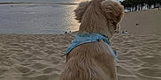 Samantha participe au concours pour gagner de l'argent avec cette photo : dog, golden_retriever, sand, dune, ocean, water, sky, clouds, sunset, bandana, outdoor, nature, animal, pet, landscape, beach, serene, calm, back_view, scenic