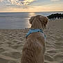 dog, golden_retriever, sand, dune, ocean, water, sky, clouds, sunset, bandana, outdoor, nature, animal, pet, landscape, beach, serene, calm, back_view, scenic