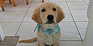 Samantha participe au concours pour gagner de l'argent avec cette photo : adorable, animal, bandana, blue_bandana, cute, dog, domestic, floor, golden_retriever, home, indoor, kitchen, looking_up, pet, puppy, sitting, tiled_floor, wooden_chair, wooden_table, young_dog