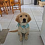 Samantha participe au concours pour gagner de l'argent avec cette photo : golden_retriever, puppy, dog, bandana, blue_bandana, tiled_floor, indoor, kitchen, wooden_chair, wooden_table, pet, cute, sitting, looking_up, floor, domestic, animal, young_dog, home, adorable