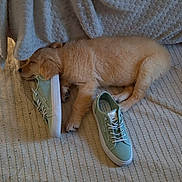 Samantha a rejoint le concours — aidez-le/la à gagner de superbes lots ! puppy, dog, golden_retriever, sleeping, sneakers, blanket, rug, floor, indoor, pet, cozy, resting, soft_lighting, couch, textured, footwear, cute, animal, domestic, calm