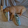 puppy, dog, golden_retriever, sleeping, sneakers, blanket, rug, floor, indoor, pet, cozy, resting, soft_lighting, couch, textured, footwear, cute, animal, domestic, calm