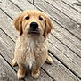 puppy, golden_retriever, dog, pet, cute, fur, wooden_deck, outdoor, animal, sitting, young, adorable, canine, friendly, fluffy, domestic_animal, portrait, face, brown, playful