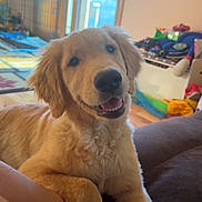 Banks is registered to the contest to win money with this photo: golden_retriever, puppy, dog, smiling, indoors, couch, pet_crate, window, sunlight, happy, fur, animal, pet, living_room, wooden_floor, cozy, relaxed, tongue, domestic, cute