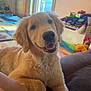 golden_retriever, puppy, dog, smiling, indoors, couch, pet_crate, window, sunlight, happy, fur, animal, pet, living_room, wooden_floor, cozy, relaxed, tongue, domestic, cute