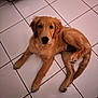 Banks joined the competition — help win amazing prizes! dog, puppy, golden_retriever, floor, tile, indoor, pet, animal, cute, laying_down, looking_up, fur, mammal, young, domestic_animal, whiskers, ears, tail, paws, companion