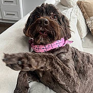 Presley is registered to the contest to win money with this photo: dog, brown_dog, pet, canine, indoor, living_room, couch, sofa, paw, bandana, pink_bandana, fur, cute, looking_at_camera, relaxed, cozy, home, furniture, window, natural_light