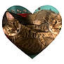 Bettie Bobby is registered to the contest to win money with this photo: animal, basket, cat, closeup, companions, curious, cute, domestic_cat, feline, furry, green_background, heart_shape, indoor, pets, playful, relaxed, snuggling, tabby, two_cats, whiskers