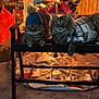 Bettie Bobby is registered to the contest to win money with this photo: bench, blanket, carpet, cat, cats, christmas_tree, cozy, decorations, festive, fireplace_decoration, holiday, holiday_decor, indoor, knit_hat, pets, plaid, pom_pom, tabby_cat, warm_lighting, wooden_furniture