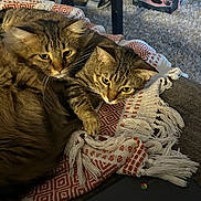 Bettie Bobby is registered to the contest to win money with this photo: animal, blanket, carpet, cat, close_up, cozy, domestic_cat, feline, furniture, home, indoor, laptop, pattern, pet, relaxing, resting, slippers, tabby_cat, two_animals, warm