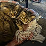 animal, blanket, carpet, cat, close_up, cozy, domestic_cat, feline, furniture, home, indoor, laptop, pattern, pet, relaxing, resting, slippers, tabby_cat, two_animals, warm