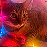 Bettie joined the competition — help win amazing prizes! cat, tabby, pet, animal, feline, close_up, portrait, whiskers, ears, eyes, striped_fur, lying_down, couch, indoor, christmas_lights, string_lights, festive, colorful_lighting, cozy, holiday