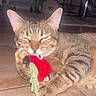 cat, tabby, pet, animal, flower, red_flower, playing, holding, paws, whiskers, ears, striped_fur, squinting, indoors, tile_floor, home, flash_photography, close_up, funny, portrait