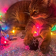Bettie is registered to the contest to win money with this photo: cat, tabby_cat, feline, pet, animal, whiskers, ears, eyes, fur, striped_fur, lying_down, relaxed, curious, indoor, holiday_lights, colorful_lights, festive, sparkles, close_up, portrait