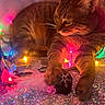 cat, tabby_cat, feline, pet, animal, whiskers, ears, eyes, fur, striped_fur, lying_down, relaxed, curious, indoor, holiday_lights, colorful_lights, festive, sparkles, close_up, portrait