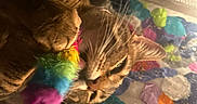 Bettie is registered to the contest to win money with this photo: cat, cats, feline, pet, animal, feather_toy, rainbow, colorful, playful, curious, indoor, home, wooden_surface, closeup, brown_cat, tabby, whiskers, ears, fur, candid