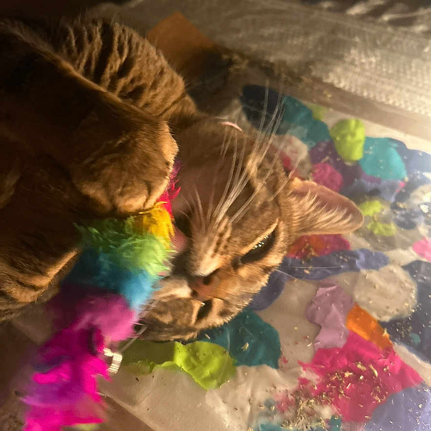 Bettie is registered to the contest to win money with this photo: cat, cats, feline, pet, animal, feather_toy, rainbow, colorful, playful, curious, indoor, home, wooden_surface, closeup, brown_cat, tabby, whiskers, ears, fur, candid
