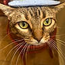 Bettie joined the competition — help win amazing prizes! cat, tabby_cat, pet, animal, portrait, close_up, face, eyes, whiskers, ears, fur, brown, striped, hat, denim, sunflower, indoor, cute, serious, photography