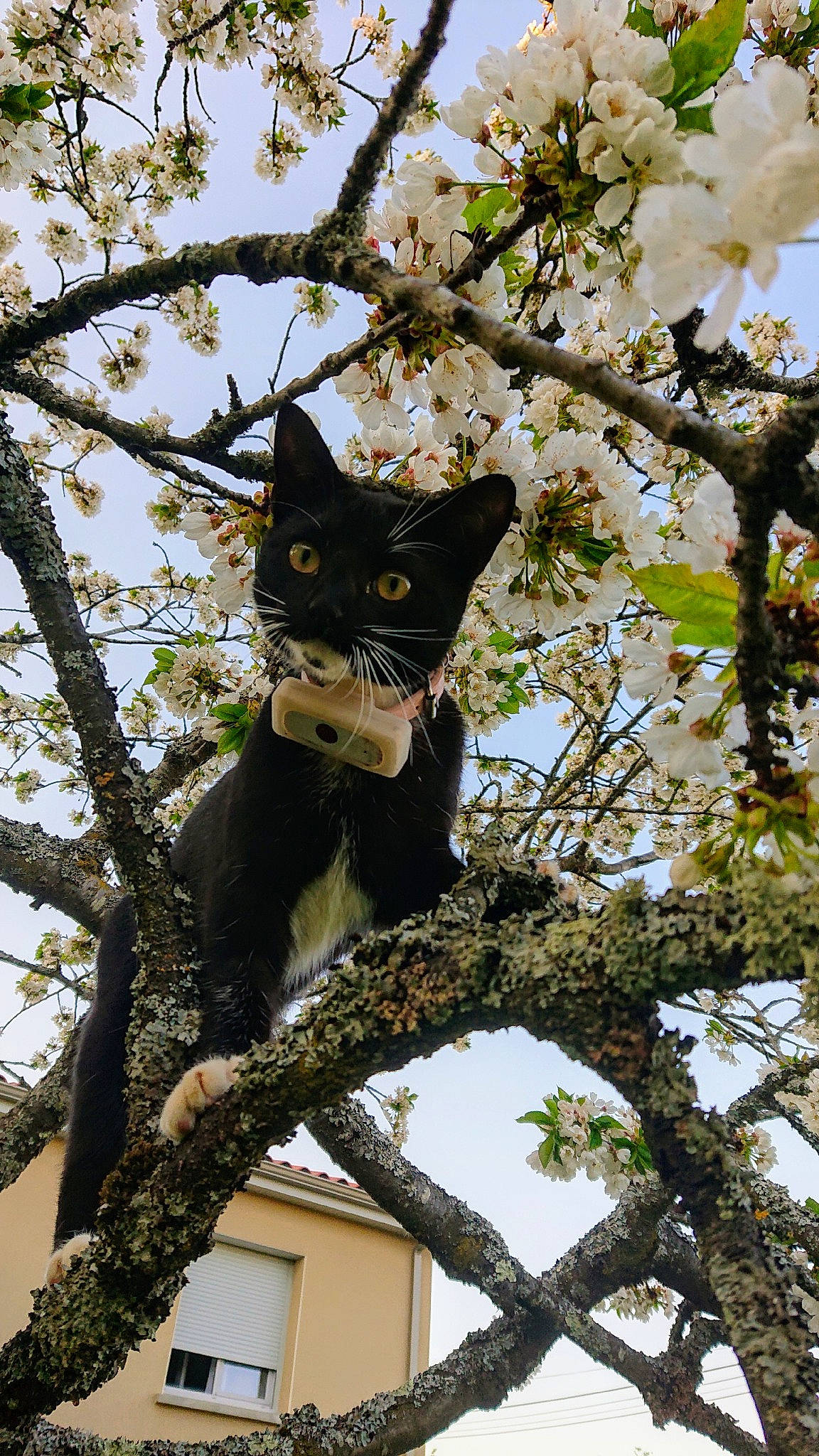 Pim'S a rejoint le concours — aidez-le/la à gagner de superbes lots ! blossom, botany, branch, carnivore, cat, cherry_blossom, felidae, flower, fur, kitten, plant, small_to_medium_sized_cats, spring, tree, trunk, twig, whiskers, woody_plant