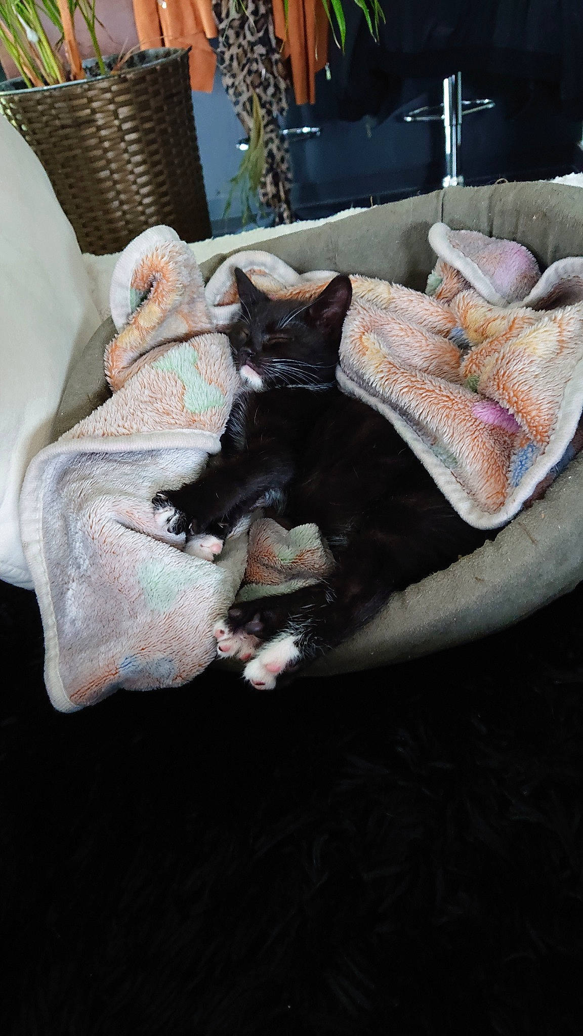 Pim'S a rejoint le concours — aidez-le/la à gagner de superbes lots ! black_cat, carnivore, cat, devon_rex, felidae, fur, german_rex, kitten, paw, small_to_medium_sized_cats, whiskers