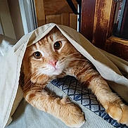 Ozzy is registered to the contest to win money with this photo: cat, ginger_cat, blanket, paws, cushion, indoor, wooden_door, furniture, pet, cute, stretching, fur, whiskers, eyes, nose, cozy, resting, animal, mammal, tabby