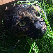 Bibou participe au concours pour gagner de l'argent avec cette photo : cat, tortoiseshell, grass, greenery, outdoor, closeup, animal, whiskers, sunlight, nature, eyes, face, plant, feline, curious, shadow, hiding, pet, leaf, wood
