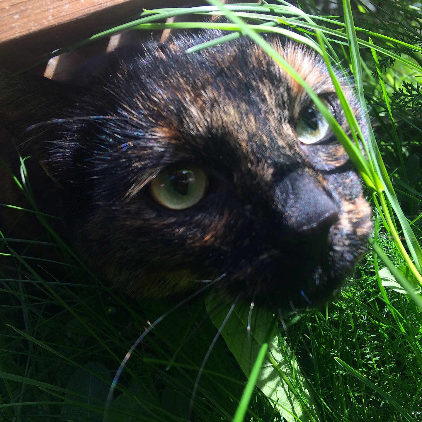 Bibou participe au concours pour gagner de l'argent avec cette photo : cat, tortoiseshell, grass, greenery, outdoor, closeup, animal, whiskers, sunlight, nature, eyes, face, plant, feline, curious, shadow, hiding, pet, leaf, wood