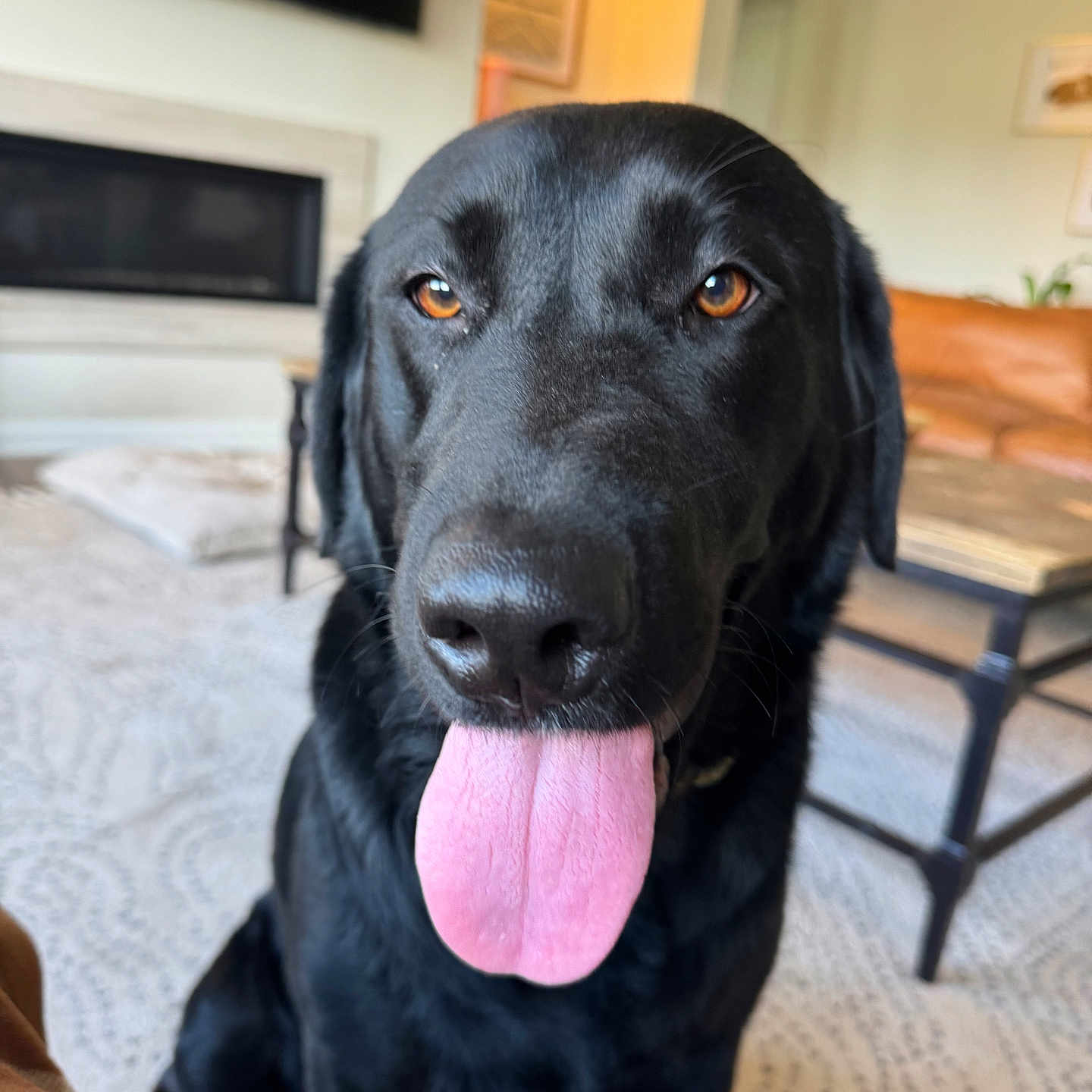 Ellie joined the competition — help win amazing prizes! animal, black_dog, canine, carpet, closeup, dog, domestic_animal, ears, eyes, fur, happy, house, indoor, living_room, nose, pet, sitting, sofa, table, tongue_out