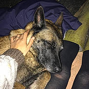 Lassi participe au concours pour gagner de l'argent avec cette photo : dog, sleeping, hand, person, lap, boots, tights, petting, resting, brown, black, fur, cozy, closeup, animal, nighttime, outdoor, relaxation, comfort, companion