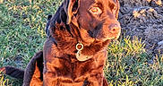Rodgers participe au concours pour gagner de l'argent avec cette photo : dog, chocolate_lab, brown_fur, sitting, grass, outdoor, portrait, pet, collar, tag, animal, canine, short_hair, floppy_ears, looking_at_camera, sunlight, golden_hour, plowed_field, soil, nature