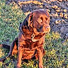 dog, chocolate_lab, brown_fur, sitting, grass, outdoor, portrait, pet, collar, tag, animal, canine, short_hair, floppy_ears, looking_at_camera, sunlight, golden_hour, plowed_field, soil, nature
