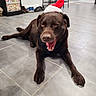Rodgers a rejoint le concours — aidez-le/la à gagner de superbes lots ! dog, labrador, chocolate_lab, pet, santa_hat, christmas, holiday, yawning, open_mouth, indoors, kitchen, tile_floor, lying_down, brown_fur, floppy_ears, front_paws, home, furniture, shoes, portrait