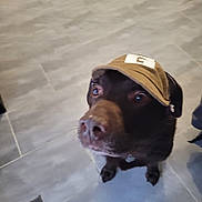 Rodgers participe au concours pour gagner de l'argent avec cette photo : dog, pet, canine, brown_dog, baseball_cap, hat, wearing_hat, portrait, indoors, tile_floor, floor, looking_up, brown_fur, black_fur, snout, paws, collar, cute, funny, animal_photography