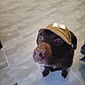 dog, pet, canine, brown_dog, baseball_cap, hat, wearing_hat, portrait, indoors, tile_floor, floor, looking_up, brown_fur, black_fur, snout, paws, collar, cute, funny, animal_photography